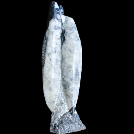 Orthoceras sculpture tower from Morocco 260*90mm 1770g in sunlight - Rocks and Things Store