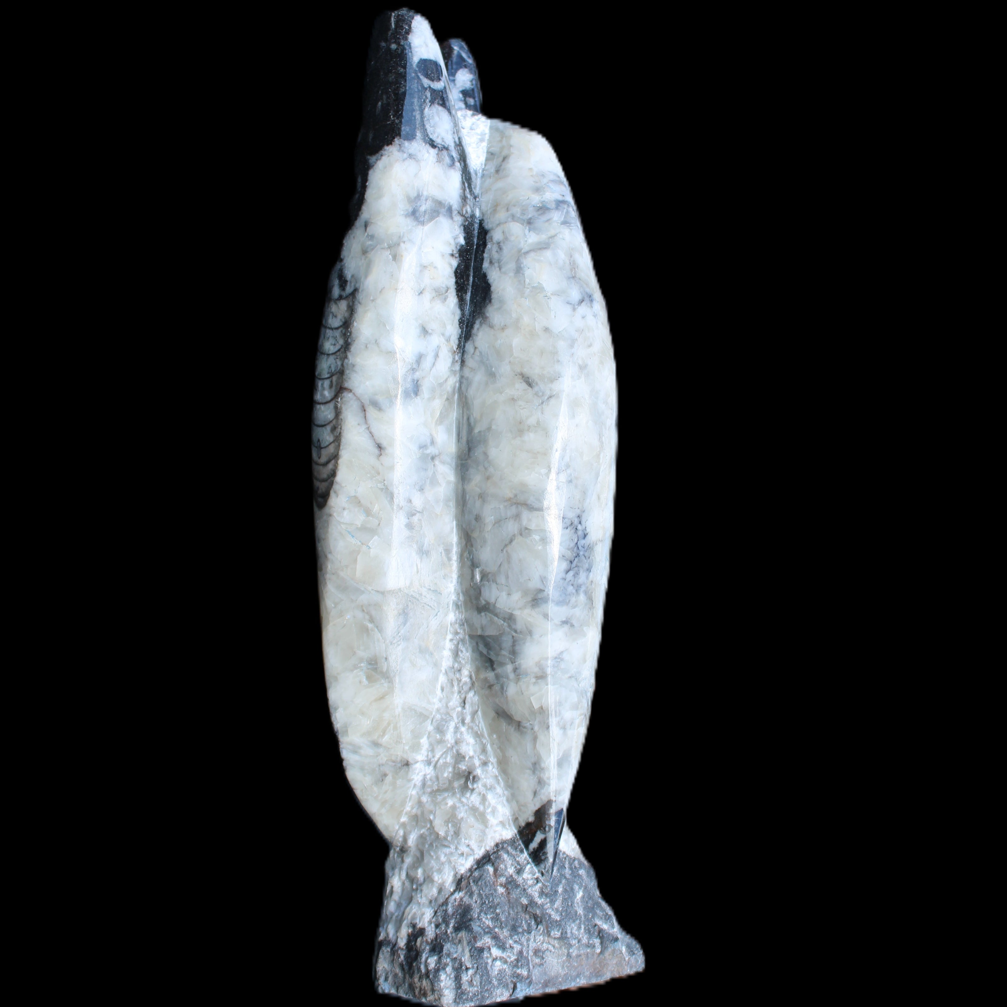 Orthoceras sculpture tower from Morocco 260*90mm 1770g in sunlight - Rocks and Things Store