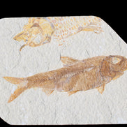 Knightia Eocene fossil fish from Wyoming USA 129*88*11mm 268g in sunlight - Rocks and Things Store