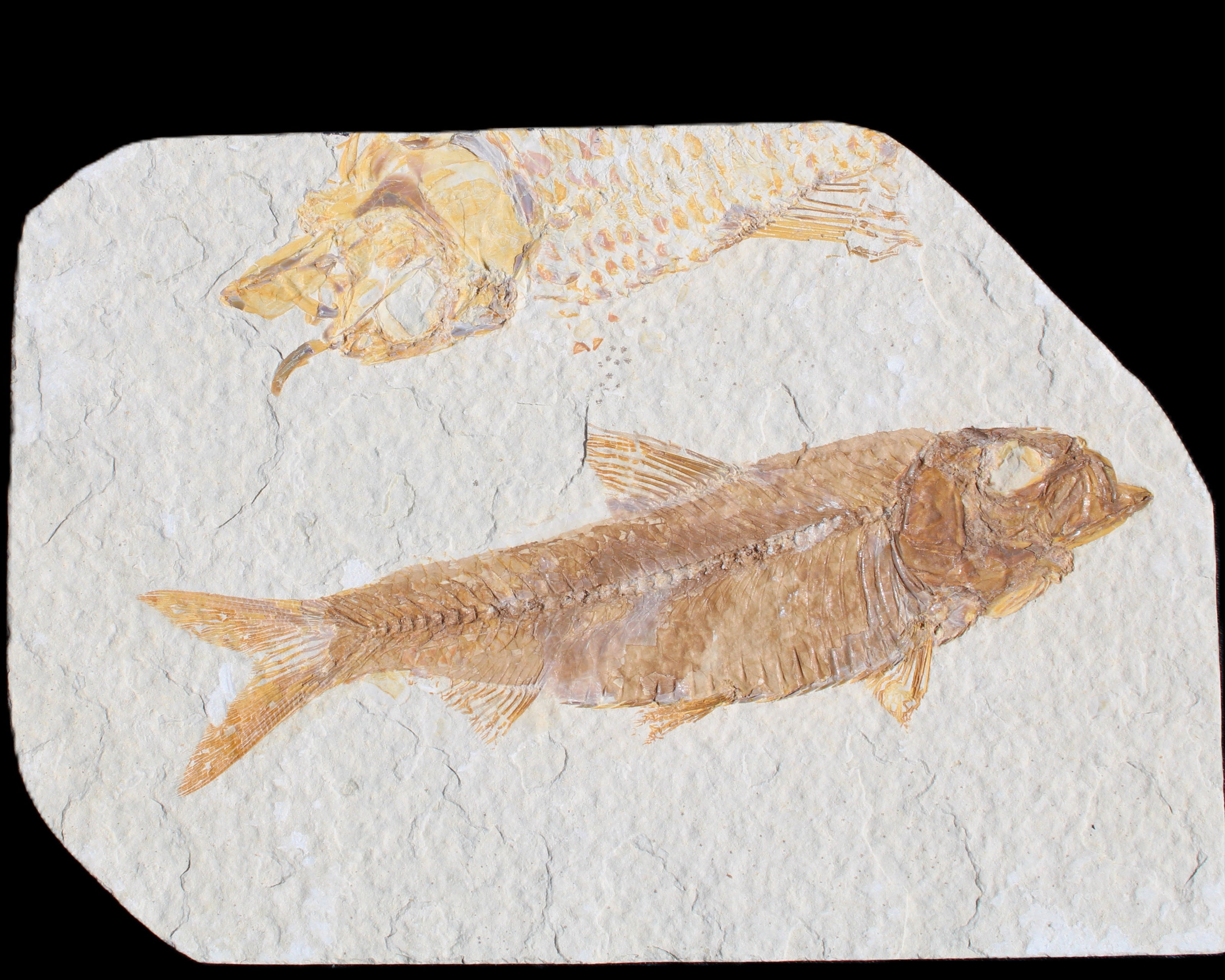 Knightia Eocene fossil fish from Wyoming USA 129*88*11mm 268g in sunlight - Rocks and Things Store