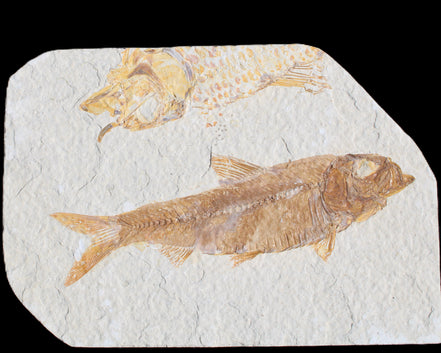 Knightia Eocene fossil fish from Wyoming USA 129*88*11mm 268g in sunlight - Rocks and Things Store