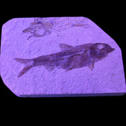 Knightia Eocene fossil fish from Wyoming USA 129*88*11mm 268g in UV and flash light - Rocks and Things Store