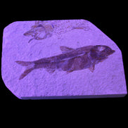 Knightia Eocene fossil fish from Wyoming USA 129*88*11mm 268g in UV and flash light - Rocks and Things Store