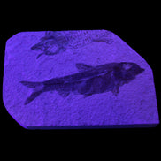Knightia Eocene fossil fish from Wyoming USA 129*88*11mm 268g in UV light - Rocks and Things Store