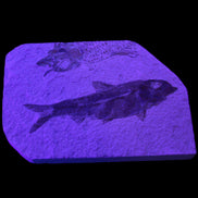 Knightia Eocene fossil fish from Wyoming USA 129*88*11mm 268g in UV light - Rocks and Things Store