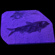 Knightia Eocene fossil fish from Wyoming USA 129*88*11mm 268g in UV light - Rocks and Things Store