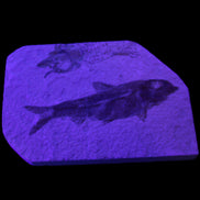 Knightia Eocene fossil fish from Wyoming USA 129*88*11mm 268g in UV light - Rocks and Things Store