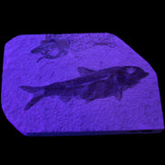 Knightia Eocene fossil fish from Wyoming USA 129*88*11mm 268g in UV light - Rocks and Things Store