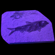 Knightia Eocene fossil fish from Wyoming USA 129*88*11mm 268g in UV light - Rocks and Things Store