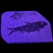 Knightia Eocene fossil fish from Wyoming USA 129*88*11mm 268g in sunlight - Rocks and Things Store