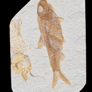 Knightia Eocene fossil fish from Wyoming USA 129*88*11mm 268g in sunlight - Rocks and Things Store