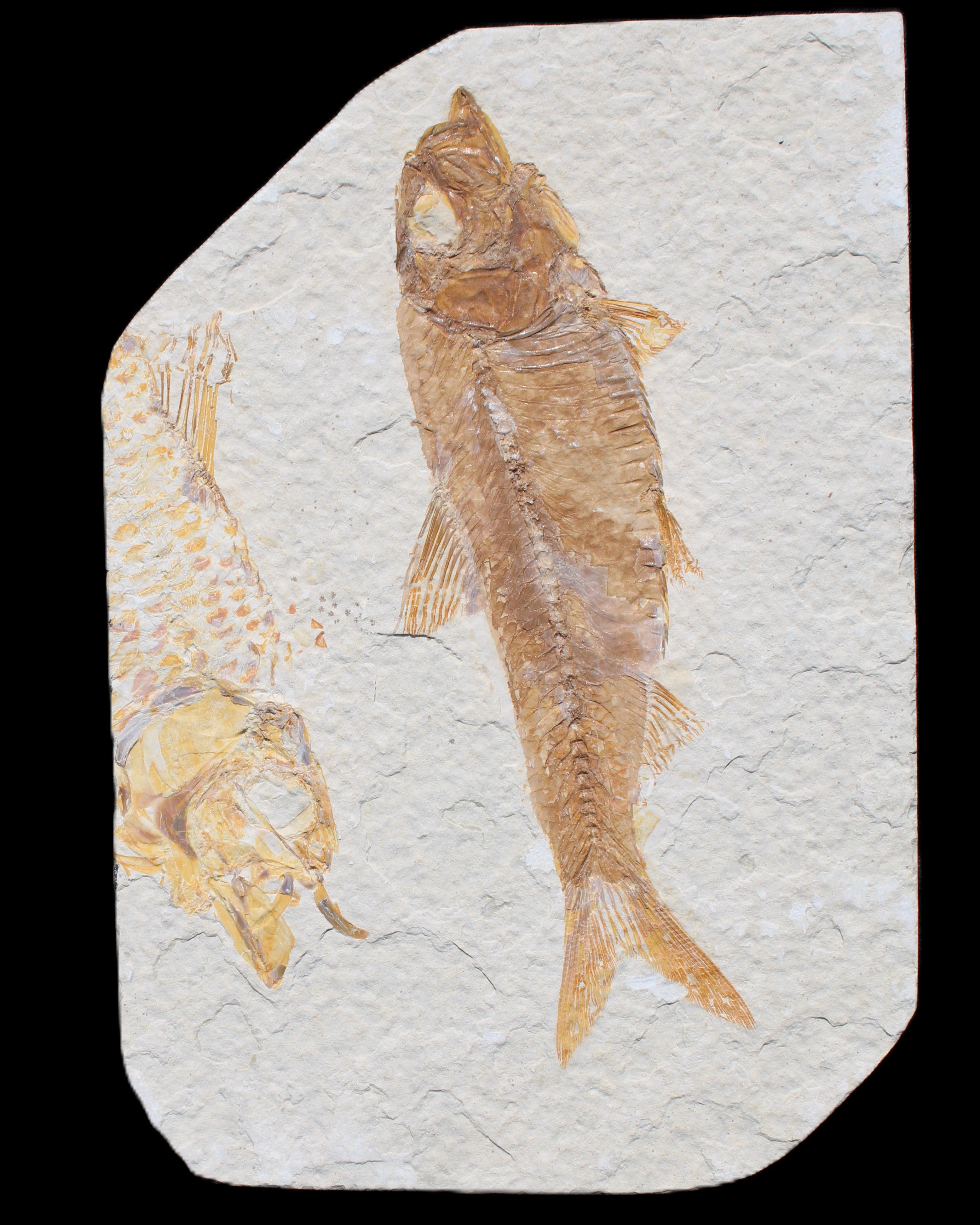 Knightia Eocene fossil fish from Wyoming USA 129*88*11mm 268g in sunlight - Rocks and Things Store