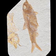 Knightia Eocene fossil fish from Wyoming USA 129*88*11mm 268g in sunlight - Rocks and Things Store