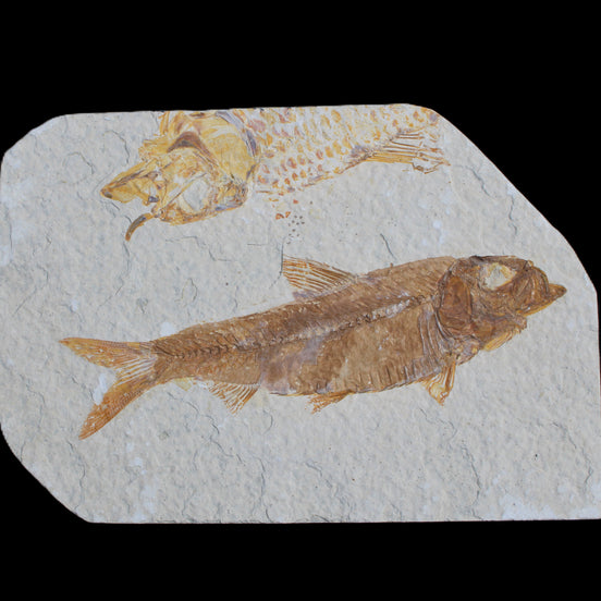 Knightia Eocene fossil fish from Wyoming USA 129*88*11mm 268g in sunlight - Rocks and Things Store