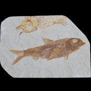 Knightia Eocene fossil fish from Wyoming USA 129*88*11mm 268g in sunlight - Rocks and Things Store
