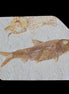 Knightia Eocene fossil fish from Wyoming USA 129*88*11mm 268g in sunlight - Rocks and Things Store