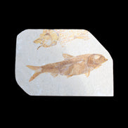 Knightia Eocene fossil fish from Wyoming USA 129*88*11mm 268g in sunlight - Rocks and Things Store