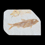 Knightia Eocene fossil fish from Wyoming USA 129*88*11mm 268g in sunlight - Rocks and Things Store