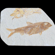 Knightia Eocene fossil fish from Wyoming USA 129*88*11mm 268g in sunlight - Rocks and Things Store