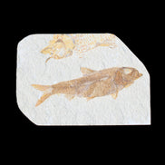 Knightia Eocene fossil fish from Wyoming USA 129*88*11mm 268g in sunlight - Rocks and Things Store