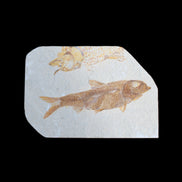 Knightia Eocene fossil fish from Wyoming USA 129*88*11mm 268g in sunlight - Rocks and Things Store