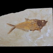 Knightia Eocene fossil fish from Wyoming USA 178*125*12mm 587g in sunlight - Rocks and Things Store