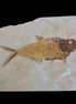 Knightia Eocene fossil fish from Wyoming USA 178*125*12mm 587g in sunlight - Rocks and Things Store