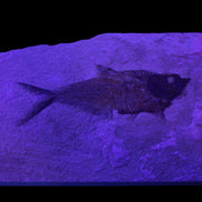 Knightia Eocene fossil fish from Wyoming USA 178*125*12mm 587g in sunlight - Rocks and Things Store