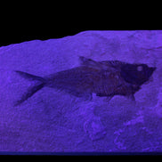 Knightia Eocene fossil fish from Wyoming USA 178*125*12mm 587g in sunlight - Rocks and Things Store