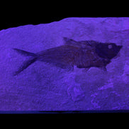 Knightia Eocene fossil fish from Wyoming USA 178*125*12mm 587g in sunlight - Rocks and Things Store