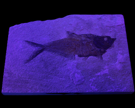 Knightia Eocene fossil fish from Wyoming USA 178*125*12mm 587g in sunlight - Rocks and Things Store