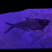Knightia Eocene fossil fish from Wyoming USA 178*125*12mm 587g in sunlight - Rocks and Things Store