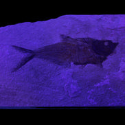 Knightia Eocene fossil fish from Wyoming USA 178*125*12mm 587g in sunlight - Rocks and Things Store