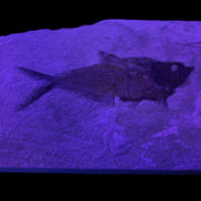 Knightia Eocene fossil fish from Wyoming USA 178*125*12mm 587g in sunlight - Rocks and Things Store