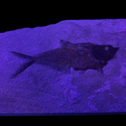 Knightia Eocene fossil fish from Wyoming USA 178*125*12mm 587g in sunlight - Rocks and Things Store