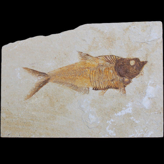Knightia Eocene fossil fish from Wyoming USA 178*125*12mm 587g in sunlight - Rocks and Things Store