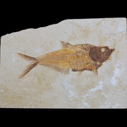Knightia Eocene fossil fish from Wyoming USA 178*125*12mm 587g in sunlight - Rocks and Things Store