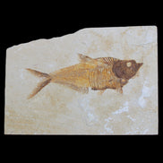 Knightia Eocene fossil fish from Wyoming USA 178*125*12mm 587g in sunlight - Rocks and Things Store