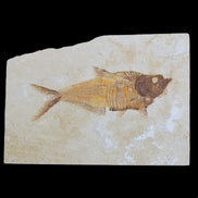 Knightia Eocene fossil fish from Wyoming USA 178*125*12mm 587g in sunlight - Rocks and Things Store