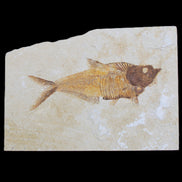 Knightia Eocene fossil fish from Wyoming USA 178*125*12mm 587g in sunlight - Rocks and Things Store