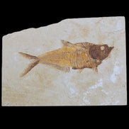 Knightia Eocene fossil fish from Wyoming USA 178*125*12mm 587g in sunlight - Rocks and Things Store