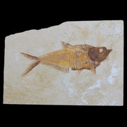 Knightia Eocene fossil fish from Wyoming USA 178*125*12mm 587g in sunlight - Rocks and Things Store
