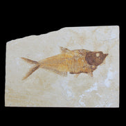 Knightia Eocene fossil fish from Wyoming USA 178*125*12mm 587g in sunlight - Rocks and Things Store