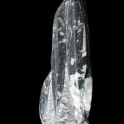 Orthoceras sculpture tower from Morocco 239*75mm 1616g in sunlight - Rocks and Things Store