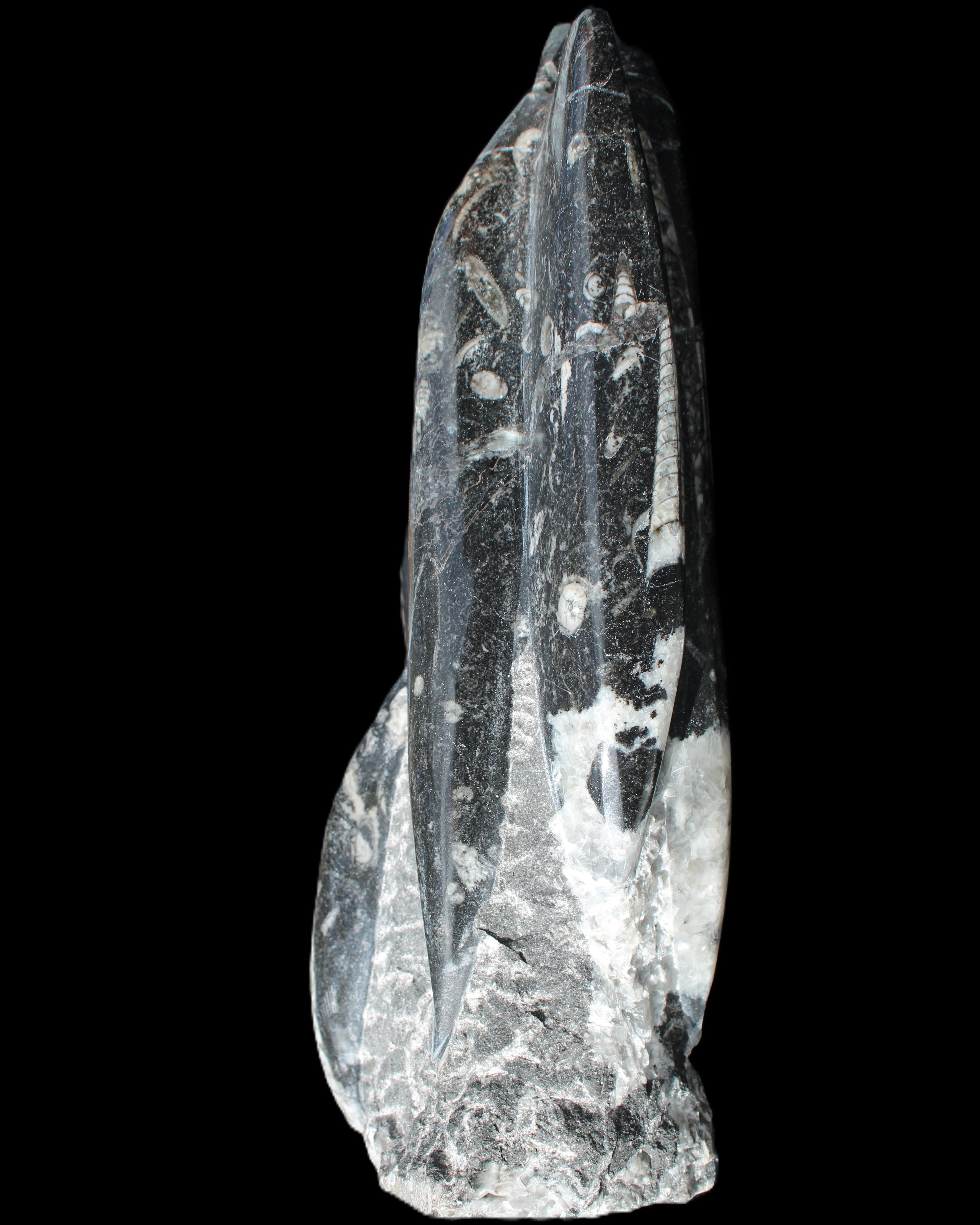Orthoceras sculpture tower from Morocco 239*75mm 1616g in sunlight - Rocks and Things Store
