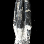 Orthoceras sculpture tower from Morocco 239*75mm 1616g in sunlight - Rocks and Things Store