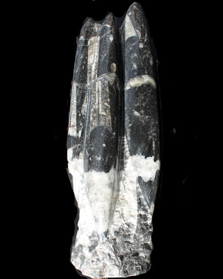Orthoceras sculpture tower from Morocco 239*75mm 1616g in sunlight - Rocks and Things Store