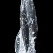 Orthoceras sculpture tower from Morocco 239*75mm 1616g in sunlight - Rocks and Things Store