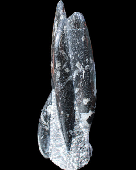 Orthoceras sculpture tower from Morocco 239*75mm 1616g in sunlight - Rocks and Things Store