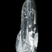 Orthoceras sculpture tower from Morocco 239*75mm 1616g in sunlight - Rocks and Things Store